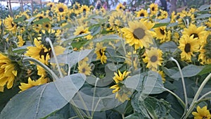 Girasoles photo