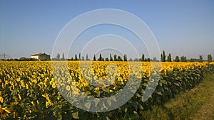 Girasoli Italian style