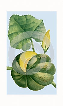Giraumon Squash. Digital watercolor art photo