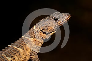 Girdled lizard photo