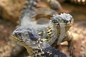 girdled lizard sungazer Smaug giganteus Cordylus giganteus in terrarium