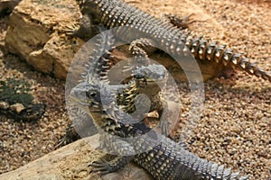 girdled lizard sungazer Smaug giganteus Cordylus giganteus in terrarium