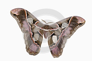 Girdled Silk Moth photo