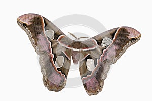 Girdled Silk Moth