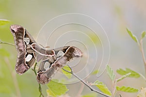 Girdled Silk Moth