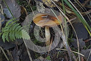 The Girdled Webcap Cortinarius trivialis is an poisonous mushroom