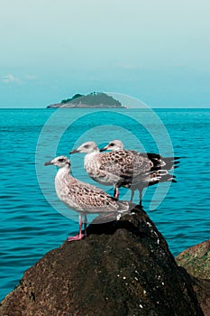 Giresun Island and Seagulls photo