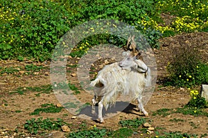 Girgentana goat Capra aegagrus hircus