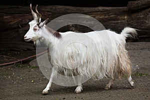 Girgentana goat Capra aegagrus hircus