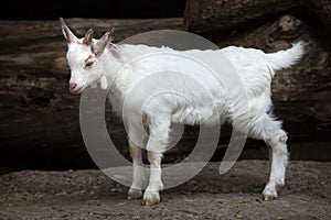 Girgentana goat Capra aegagrus hircus