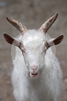 Girgentana goat Capra aegagrus hircus