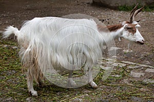 Girgentana goat Capra aegagrus hircus