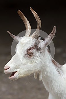 Girgentana goat Capra aegagrus hircus