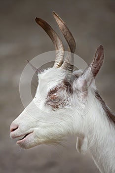 Girgentana goat Capra aegagrus hircus photo