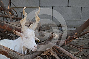 Girgentana Goat Scientific name: Capra aegagrus hircus