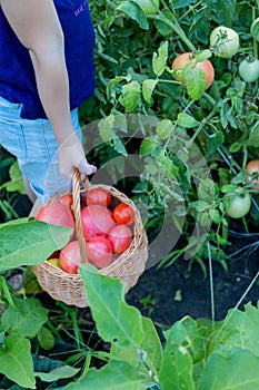 girl 6-8 years old picks tomatoes in the garden