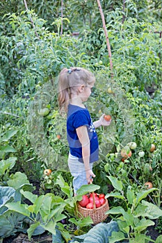 girl 6-8 years old picks tomatoes in the garden