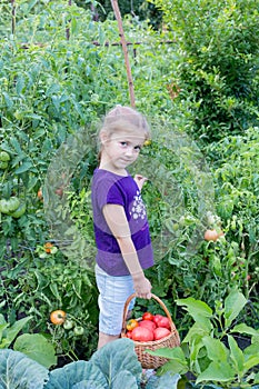 girl 6-8 years old picks tomatoes in the garden