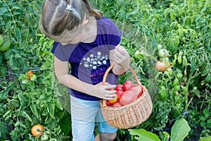 girl 6-8 years old picks tomatoes in the garden