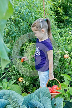 girl 6-8 years old picks tomatoes in the garden