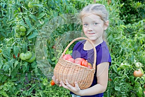 girl 6-8 years old picks tomatoes in the garden