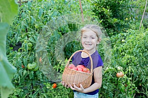 girl 6-8 years old picks tomatoes in the garden