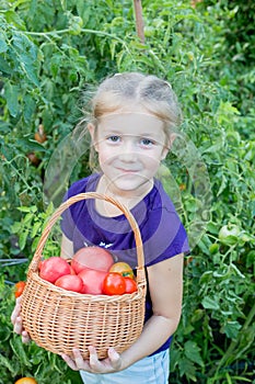 girl 6-8 years old picks tomatoes in the garden