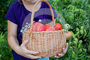 girl 6-8 years old picks tomatoes in the garden.