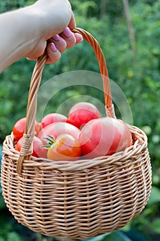 girl 6-8 years old picks tomatoes in the garden.