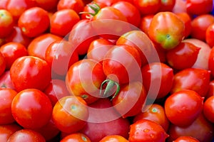 girl 6-8 years old picks tomatoes in the garden.