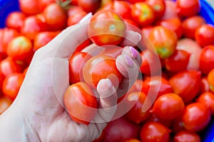 girl 6-8 years old picks tomatoes in the garden.