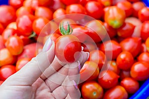 girl 6-8 years old picks tomatoes in the garden.