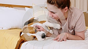 Girl Affectionately Playing with Pet Cute Dog Beagle on the Bed. Mans best Friend.