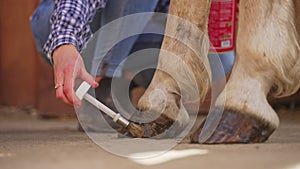 Girl Applying Paint On Her Horse Hooves - Hoof Painting - Grooming Of Horses