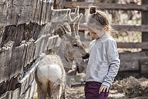 Girl with a baby deer in a pen is caring and take care