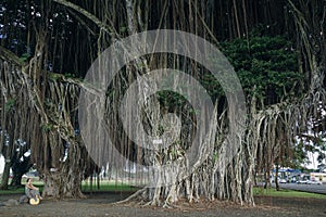 girl Banyan Drive is a tree-lined street at the shoreline of Hilo, Hawaii