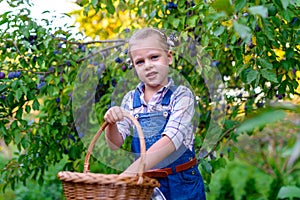 Girl with basket full of plums in the garden