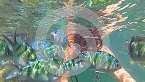 Girl bathe in the sea with fish. Scuba Diving in Masks