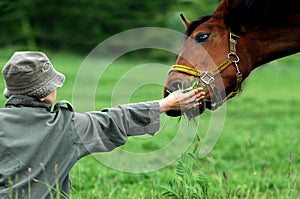 Girl and a bay horse