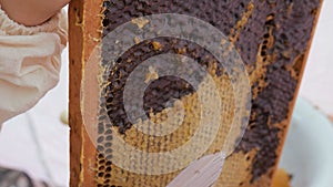 Girl beekeeper Unseal Honeycomb. A close-up knife opens honeycomb with honey on frame made of beehive.