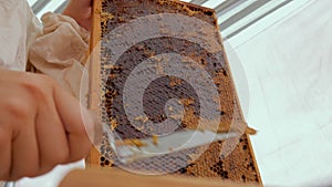 Girl beekeeper Unseal Honeycomb. A close-up knife opens honeycomb with honey on frame made of beehive.