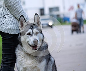 Girl in black jeans and a white sweater is standing with a dog Alaskan malamute breed