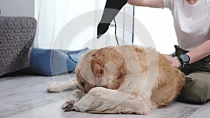 Girl Blowing Fur For Dog With Hairdryer At Home