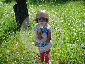 Girl blowing on white fluffy dandelion seeds. A child walks in the summer on a green lawn. The baby puffed out her cheeks,