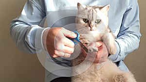A girl in a blue clothes clipping the claws of a white British cat sitting on her lap