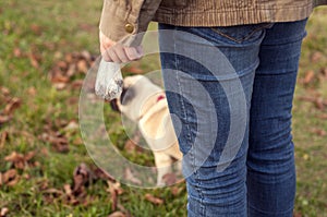 A girl in blue jeans stands with her back and holds in her hands a plastic bag with dog excrement. young pug dog on the background