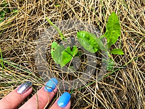 A girl with blue stylish and fashionable nails found a living sprout among the dry grass. the plant makes its way through dry