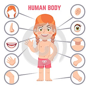 Girl body parts. Human child with eye, nose and chest, head. Knee, legs and arms, ear cartoon preschool education vector
