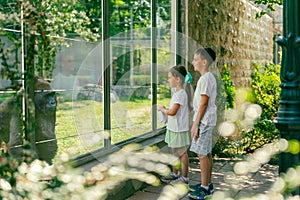 Girl and a boy are watching a gorilla in a zoo behind a glass fence