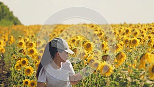 Girl businessman in the fields with sunflower makes statistics of the harvest in the tablet. Comparison of achieved